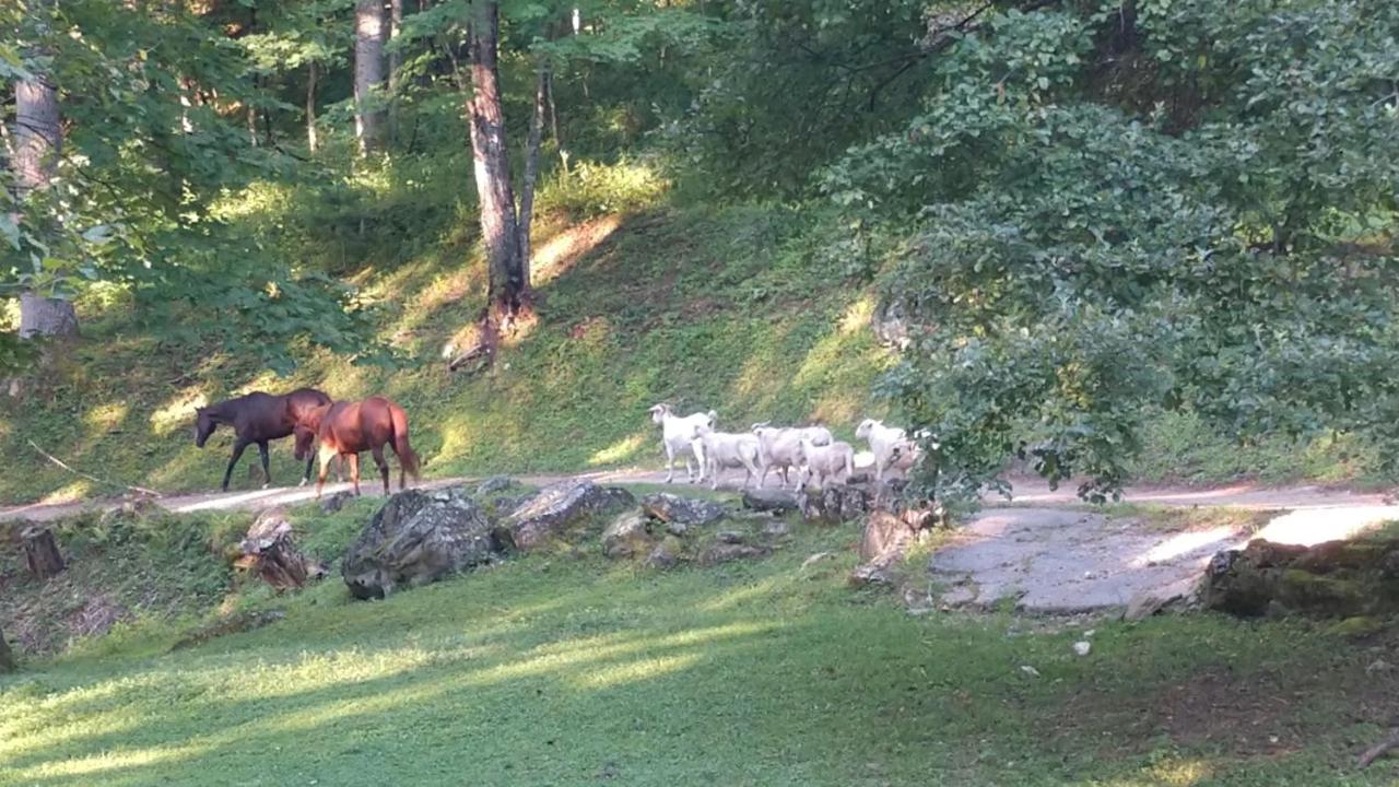 Arrowmont Stables & Cabins Cullowhee Экстерьер фото